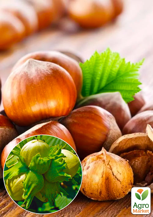 Фундук Барселонский (перекрёстное опыление, садить по 2 шт)
Фундук Барселонский (перекрёстное опыление, садить по 2 шт)