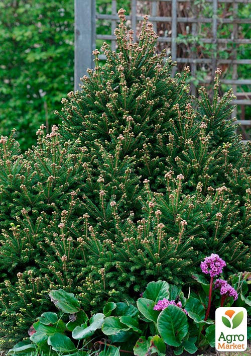 Ель Карликовая Ohlendorffii (горшок P9)
Ель Карликовая Ohlendorffii (горшок P9)