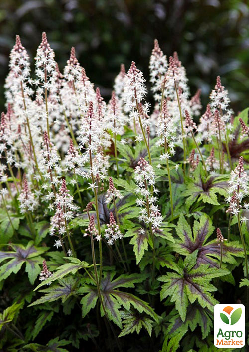Тіарелла (Tiarella) Spring Symphony С1 (висота 15-30см)
Тіарелла (Tiarella) Spring Symphony С1 (висота 15-30см)
