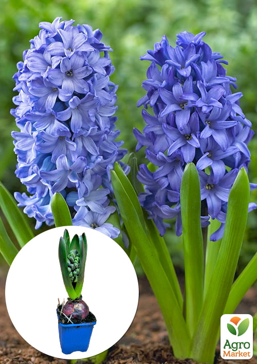 Гіацинт Aqua
Гіацинт Aqua