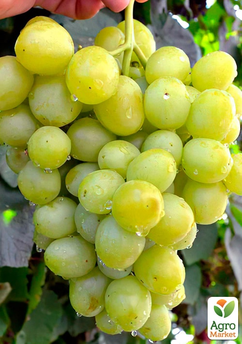 Виноград Первозванний (ранній термін дозрівання, стійкий сорт не сприйнятливий до хвороб)
Виноград Первозванний (ранній термін дозрівання, стійкий сорт не сприйнятливий до хвороб)