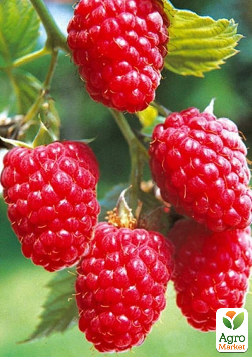 Малина Mapema укорінена в контейнері (високоурожайний ремонтантний сорт)
Малина Mapema укорінена в контейнері (високоурожайний ремонтантний сорт)