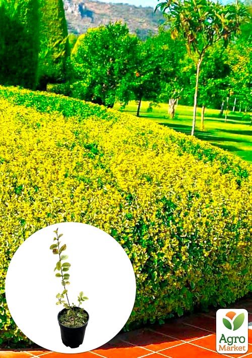 Бирючина овальнолиста Aureum, С1.5 висота 35-40см
Бирючина овальнолиста Aureum, С1.5 висота 35-40см