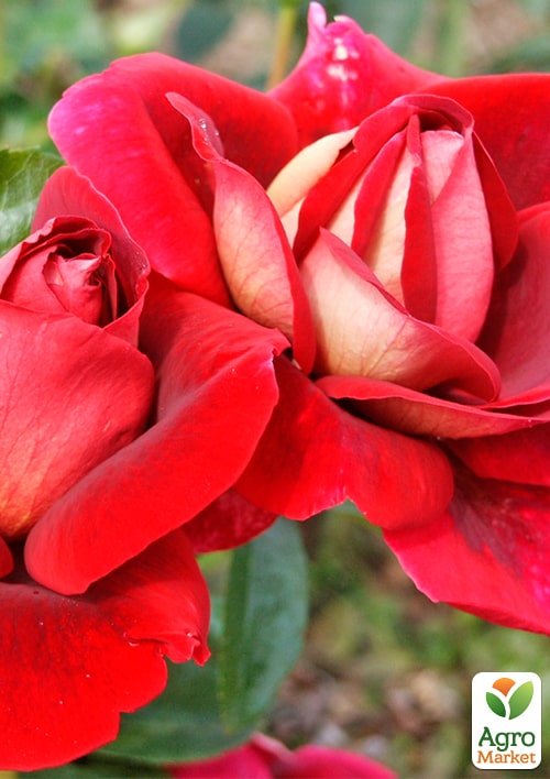 Троянда чайно-гібридна Нью Френч (саджанець класу АА +) вищий сорт
Троянда чайно-гібридна Нью Френч (саджанець класу АА +) вищий сорт