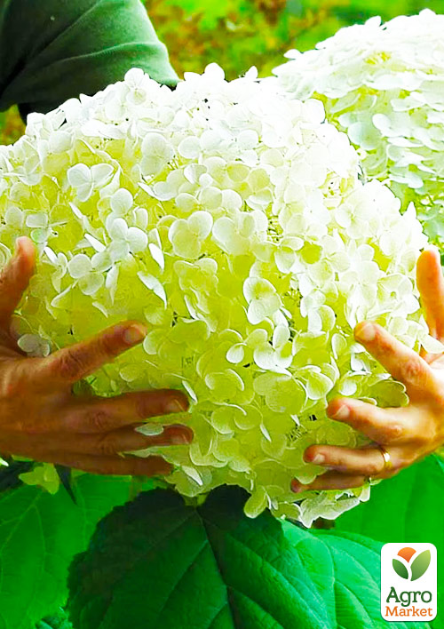 Гортензия древовидная крупноцветковая Стронг Аннабель (Hydrangea arborescens “Strong Annabelle”)
Гортензия древовидная крупноцветковая Стронг Аннабель (Hydrangea arborescens “Strong Annabelle”)