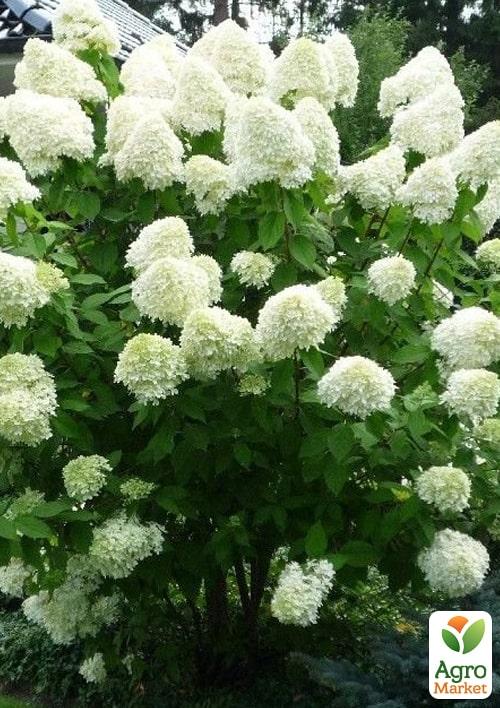 Эксклюзив! Гортензия метельчатая кремово-белая Ласточка (Swallow) (премиальный сорт, контейнер P9)
Эксклюзив! Гортензия метельчатая кремово-белая Ласточка (Swallow) (премиальный сорт, контейнер P9)
