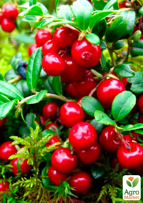 Ексклюзив! Журавлина Антонелла (Antonella) (пізній термін дозрівання, морозостійкий сорт)
Ексклюзив! Журавлина Антонелла (Antonella) (пізній термін дозрівання, морозостійкий сорт)