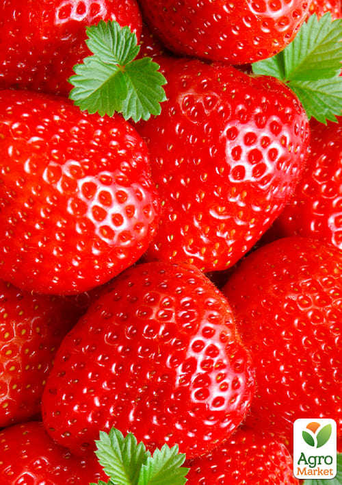 Ексклюзив! Полуниця яскраво-червона Аріель (Ariel) (преміальний, ремонтантний, дуже солодкий)
Ексклюзив! Полуниця яскраво-червона Аріель (Ariel) (преміальний, ремонтантний, дуже солодкий)