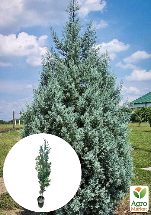 Кипарис Аризонский 8и летний (Cupressus arizonica) высота 180-200см
Кипарис Аризонский 8и летний (Cupressus arizonica) высота 180-200см