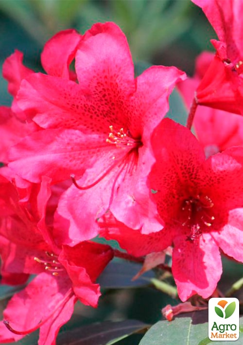 Рододендрон гибридный Taragona (Тарагона)
Рододендрон гибридный Taragona (Тарагона)