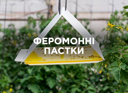 Феромонні пастки: що це таке та як використовувати Феромонні пастки: що це таке та як використовувати