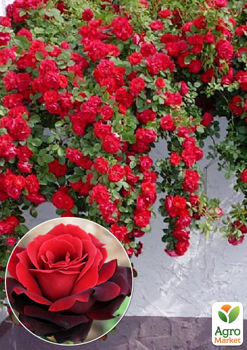 Эксклюзив! Роза плетистая Британи (Brittany) (саженец класса АА+) высший сорт
Эксклюзив! Роза плетистая Британи (Brittany) (саженец класса АА+) высший сорт