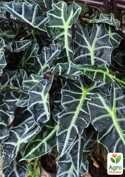 Алоказия Polly (высота 30-40см)
Алоказия Polly (высота 30-40см)