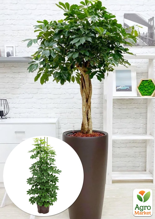 LMTD Шеффлера Compacta (высота 40-60см)
LMTD Шеффлера Compacta (высота 40-60см)