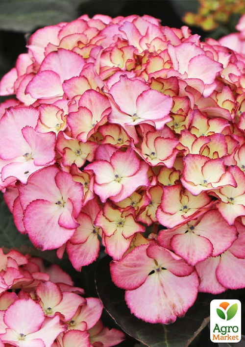 Гортензія крупнолистова 2-х річна Adula Pink висота саджанця 25-45см
Гортензія крупнолистова 2-х річна Adula Pink висота саджанця 25-45см