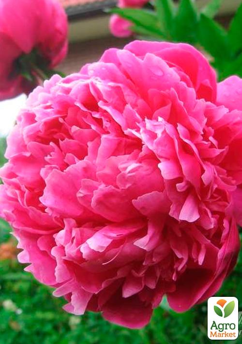 Пион травянистый Pink 1шт в упаковке
Пион травянистый Pink 1шт в упаковке