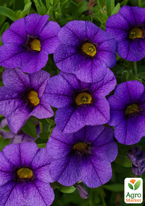 Калібрахоа Mini Famous Neo Royal Blue
Калібрахоа Mini Famous Neo Royal Blue