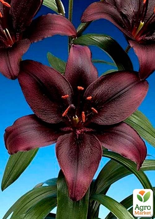 Лілія Methone
Лілія Methone