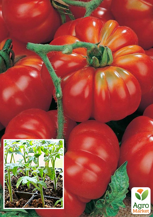 Рассада Томат «Веселый Сосед» (фермерское взращивание), 1шт в упаковке
Рассада Томат «Веселый Сосед» (фермерское взращивание), 1шт в упаковке