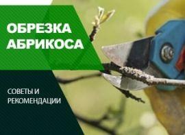 Обрізка абрикоса навесні - корисні статті про садівництво від Agro-Market