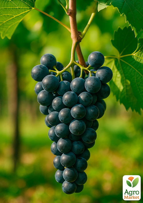Виноград Августа (винний сорт)
Виноград Августа (винний сорт)