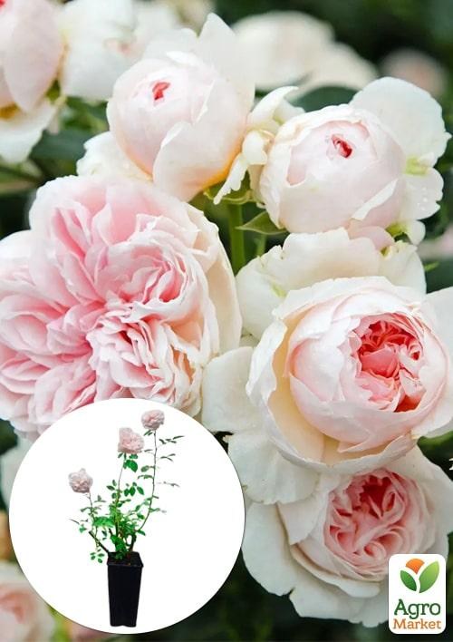 Роза в контейнере плетистая "Sabrina" (саженец класса АА+)
Роза в контейнере плетистая "Sabrina" (саженец класса АА+)