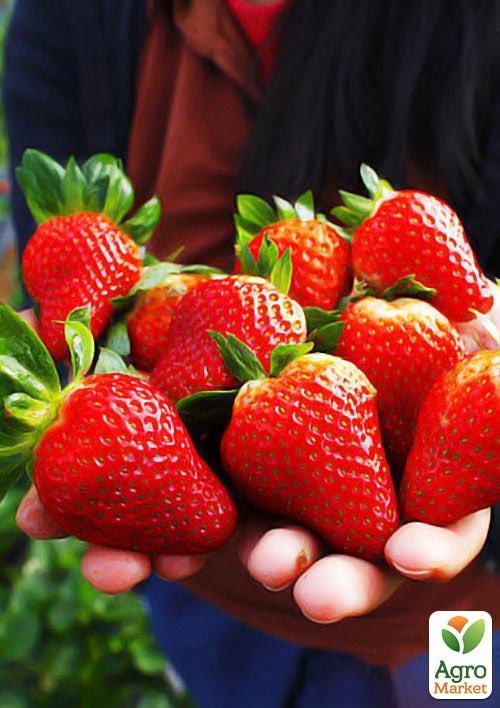 Клубника Альба (Alba) (ранний срок созревания, высокопродуктивный сорт)
Клубника Альба (Alba) (ранний срок созревания, высокопродуктивный сорт)