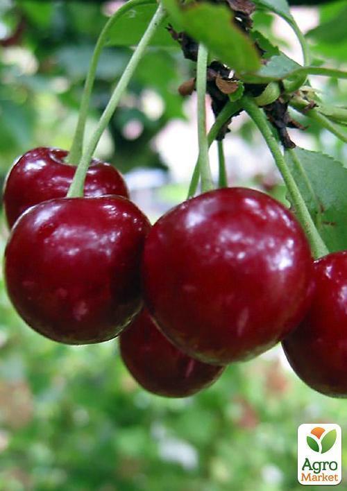 Вишня Ерді Бутермо
Вишня Ерді Бутермо