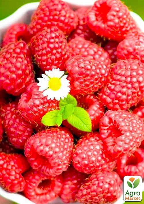 Малина Maravilla (ремонтантій високоврожайний сорт, американська селекція) 1-річний саджанець
Малина Maravilla (ремонтантій високоврожайний сорт, американська селекція) 1-річний саджанець