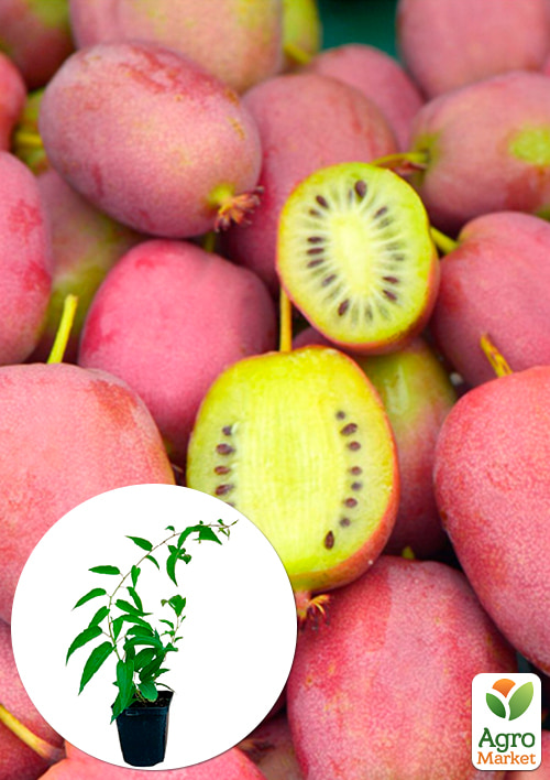Актинідія Надія (міні-ківі, морозостійкий сорт, ранній термін дозрівання)
Актинідія Надія (міні-ківі, морозостійкий сорт, ранній термін дозрівання)