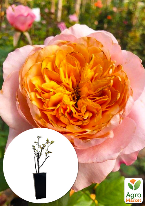 Троянда шраб Міябі у контейнері, вищий сорт
Троянда шраб Міябі у контейнері, вищий сорт