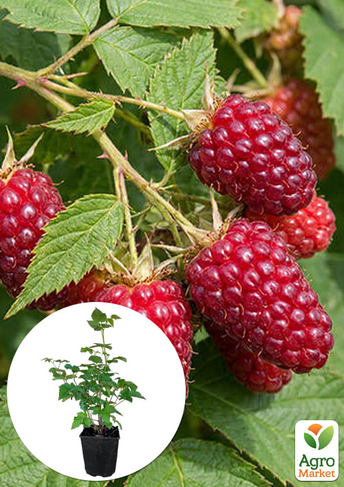 Ежемалина Boysenberry 2х-летняя укорененная в контейнере
Ежемалина Boysenberry 2х-летняя укорененная в контейнере