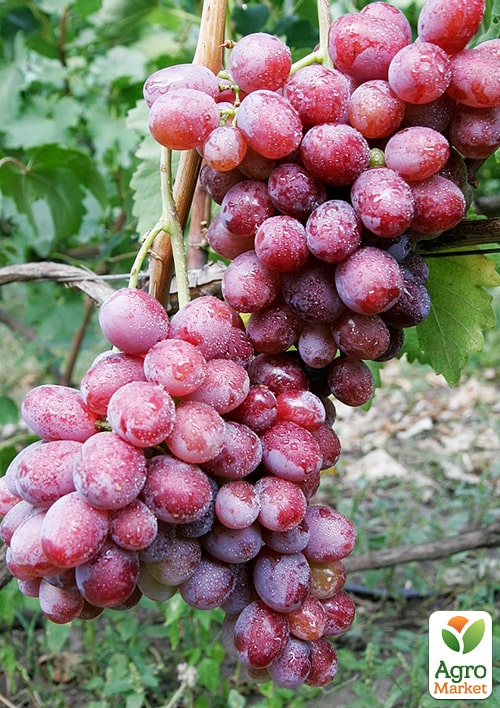 Виноград Фаэтон (сочная, плотная мякоть, крупная гроздь 800-1200 гр)
Виноград Фаэтон (сочная, плотная мякоть, крупная гроздь 800-1200 гр)