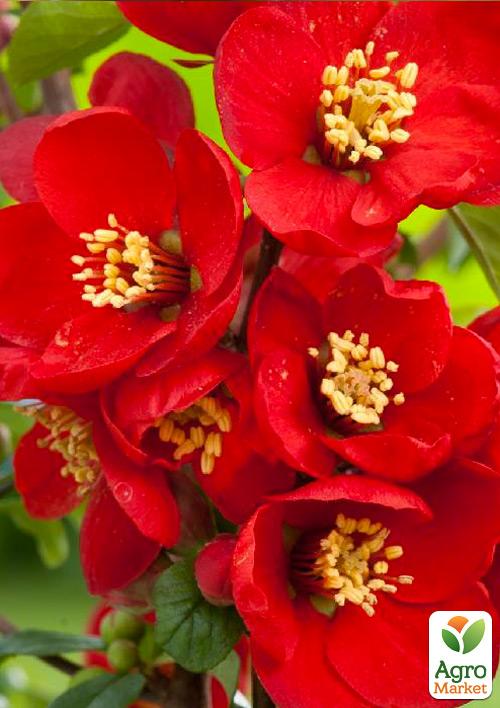 Хеномелес (айва японська) Crimson and Gold
Хеномелес (айва японська) Crimson and Gold