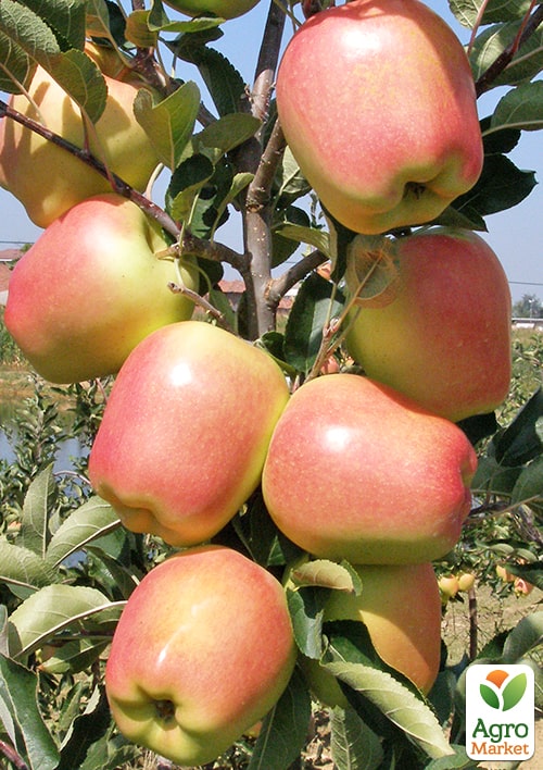 Яблуня Голд Чіф (великоплідний сорт, зимовий сорт, середній термін дозрівання)
Яблуня Голд Чіф (великоплідний сорт, зимовий сорт, середній термін дозрівання)