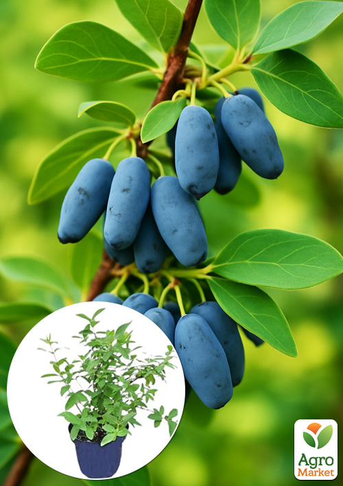 Жимолость 2-річна Бореал Біст (пізній термін дозрівання, високоврожайний сорт) С1,5
Жимолость 2-річна Бореал Біст (пізній термін дозрівання, високоврожайний сорт) С1,5