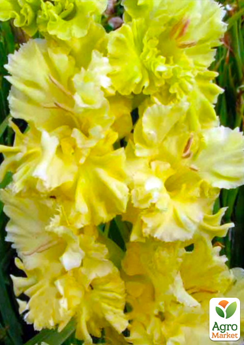 Гладіолус Lemon Frizzle 3шт
Гладіолус Lemon Frizzle 3шт