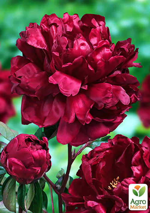 Півонія трав'яниста Francoise Ortegat NEW
Півонія трав'яниста Francoise Ortegat NEW