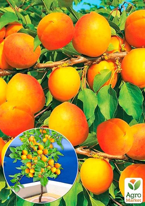 Абрикос Лука (ранній термін дозрівання)
Абрикос Лука (ранній термін дозрівання)