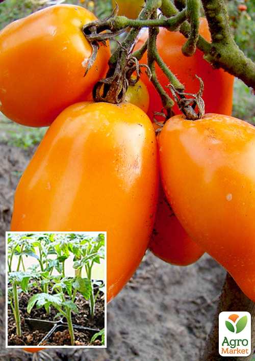 Рассада Томат «Перцевидный оранжевый» (фермерское взращивание)
Рассада Томат «Перцевидный оранжевый» (фермерское взращивание)