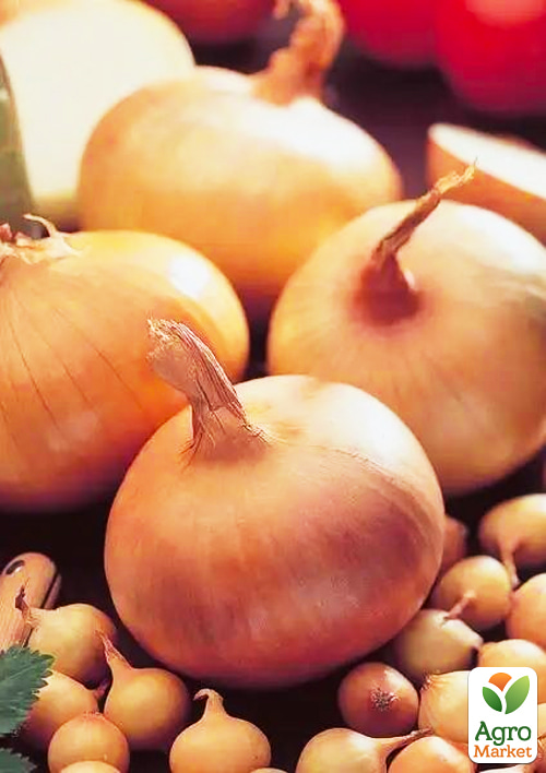 Цибуля-сіянка 0.5кг озима рання Штутгартен Стенфілд (Stuttgarter Stanfield)
Цибуля-сіянка 0.5кг озима рання Штутгартен Стенфілд (Stuttgarter Stanfield)