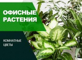 Кращі кімнатні квіти для офісу - корисні статті про садівництво від Agro-Market