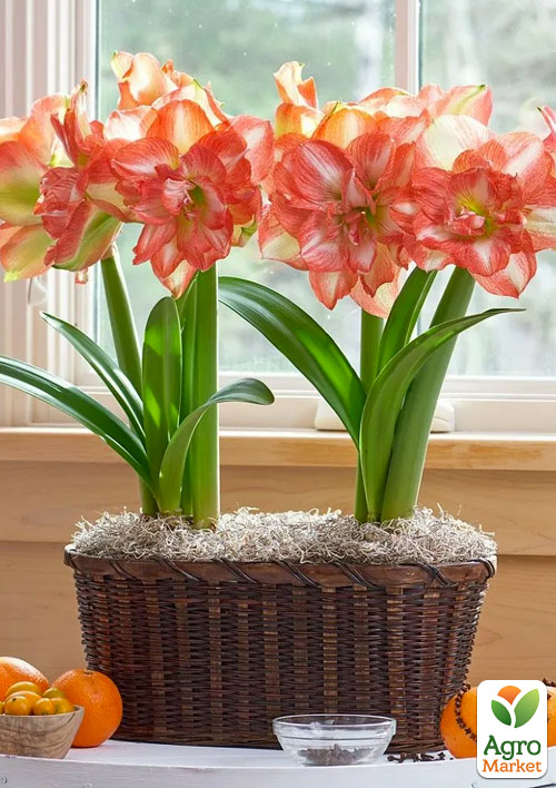 Гіппеаструм махровий «Beautiful Emotion» (Амариліс)
Гіппеаструм махровий «Beautiful Emotion» (Амариліс)