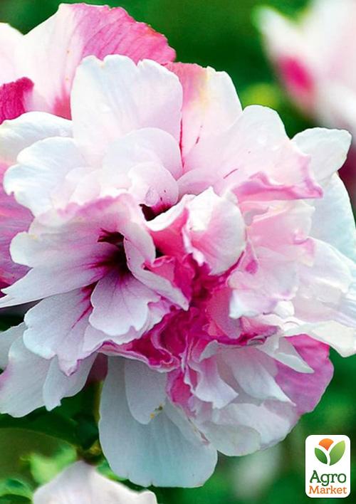 Гибискус древовидный махровый French Cabaret Pastel
Гибискус древовидный махровый French Cabaret Pastel