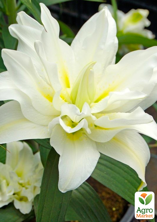 Лілія Махрова Lotus Beauty
Лілія Махрова Lotus Beauty