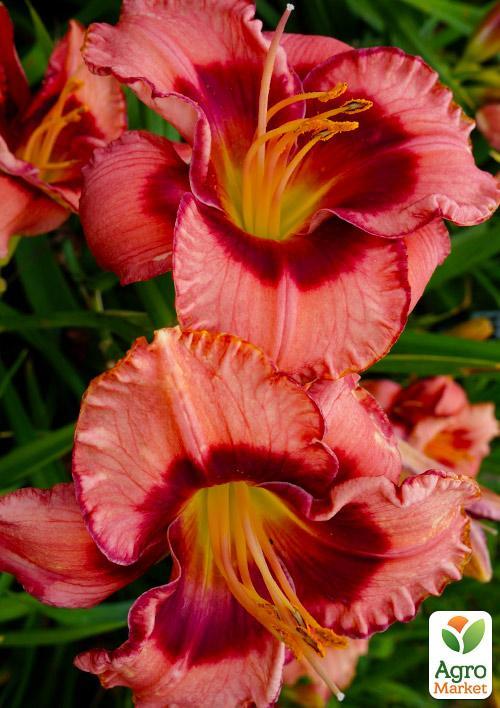 Лилейник Dan Mahony 1шт в упаковке
Лилейник Dan Mahony 1шт в упаковке