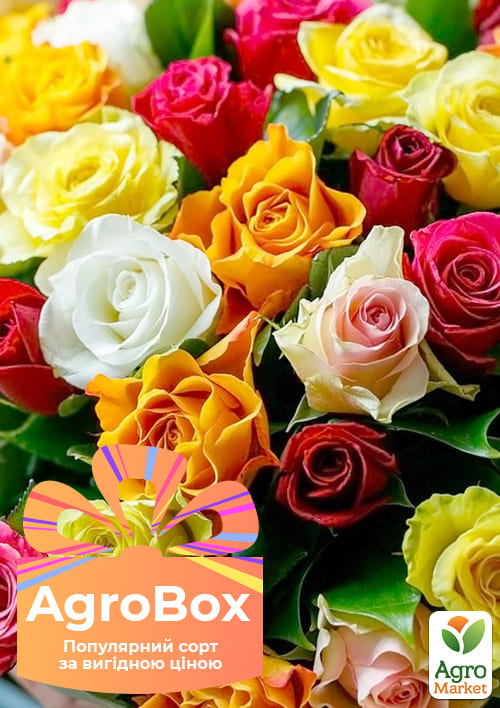 Эксклюзив! AGROBOX с саженцем чайно-гибридной розы высшего сорта
Эксклюзив! AGROBOX с саженцем чайно-гибридной розы высшего сорта