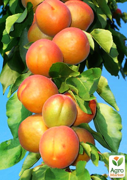 Ексклюзив! Абрикос колоновидний яскраво помаранчевий з легким рум'янцем Сонячне літо (Sunny summer) (преміальний середньостиглий сорт)
Ексклюзив! Абрикос колоновидний яскраво помаранчевий з легким рум'янцем Сонячне літо (Sunny summer) (преміальний середньостиглий сорт)