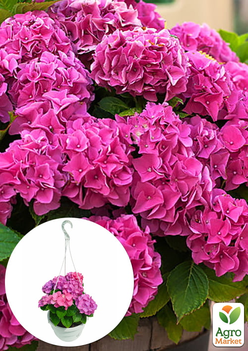 LMTD Гортензія крупнолиста квітуча 3-річна Jip Pink (30–40 см)
LMTD Гортензія крупнолиста квітуча 3-річна Jip Pink (30–40 см)