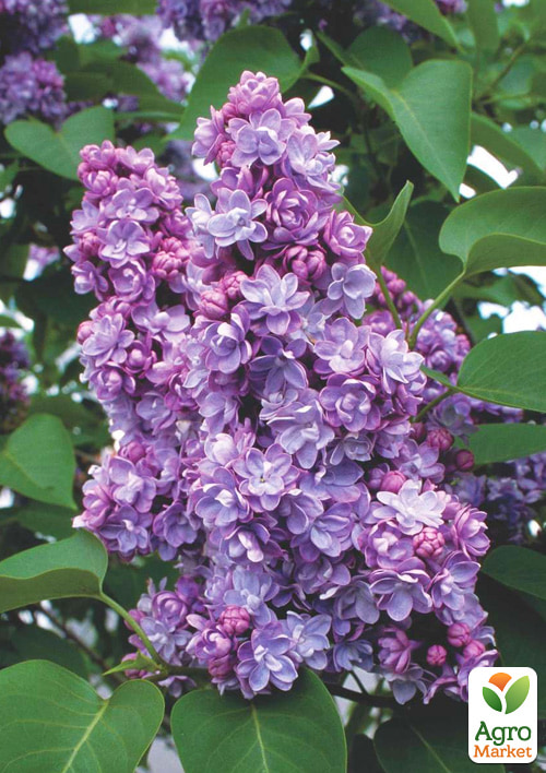 Сирень тёмно-лиловая Мишель Бюхнер (Miсhel Buchner)
Сирень тёмно-лиловая Мишель Бюхнер (Miсhel Buchner)